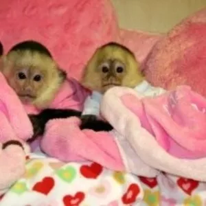 Подгузники обученных обезьян капуцинов для ребенка прекрасные семьи.