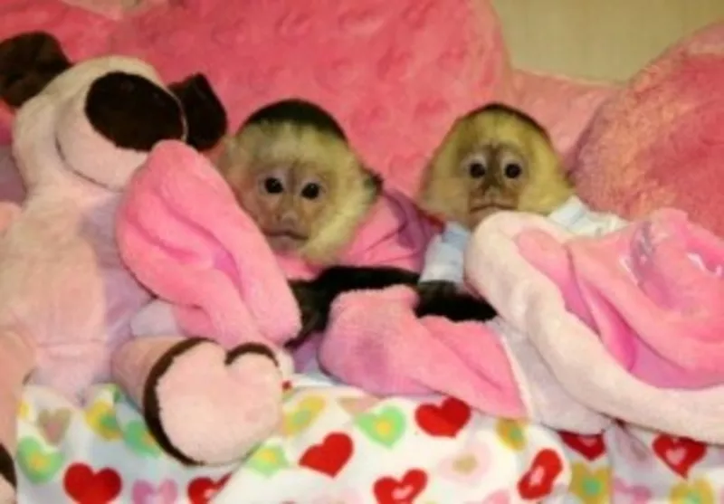 Подгузники обученных обезьян капуцинов для ребенка прекрасные семьи.